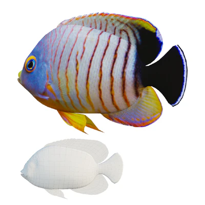 Marine fish — Вид 2