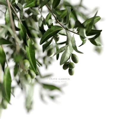 olive garden — Ver 2