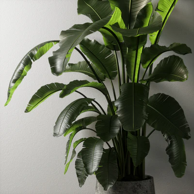 strelitzia plant 02 — Ver 2