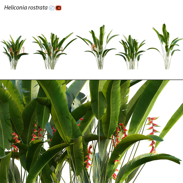 Heliconia 02 — Скачать