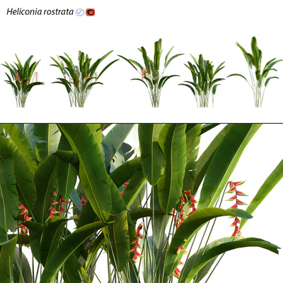 Heliconia 02 — Скачать