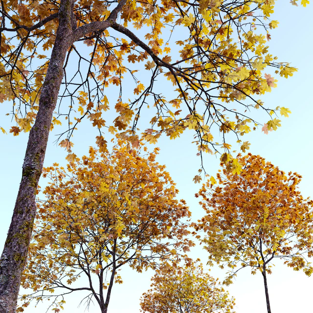 Acer platanoides (autumn) — Descargar