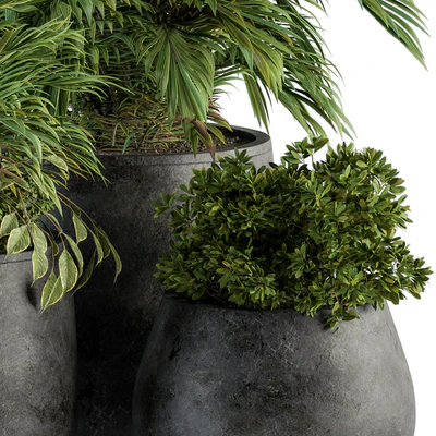 indoor Plant Set 113 - Black Pot — Вид 2