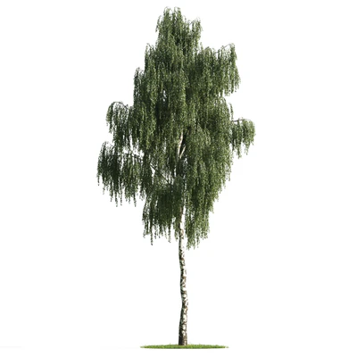 trees 006 — Descargar