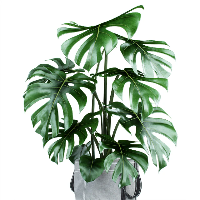 Monstera in tissue pots — Descargar