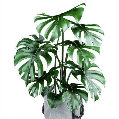 Monstera in tissue pots — Ver 2
