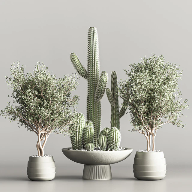 Cactus & plant vol 01 — Descargar