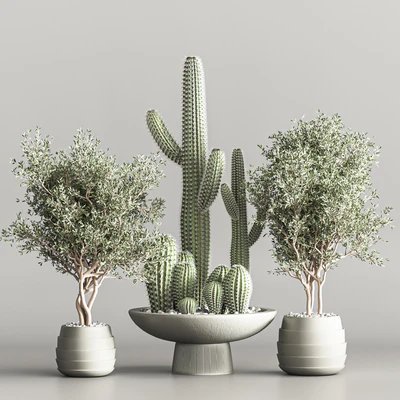 Cactus & plant vol 01 — Ver 2