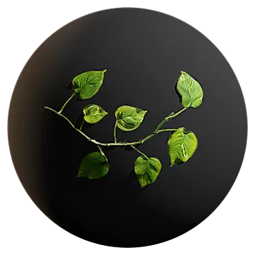 devils ivy vine 001 — Скачать
