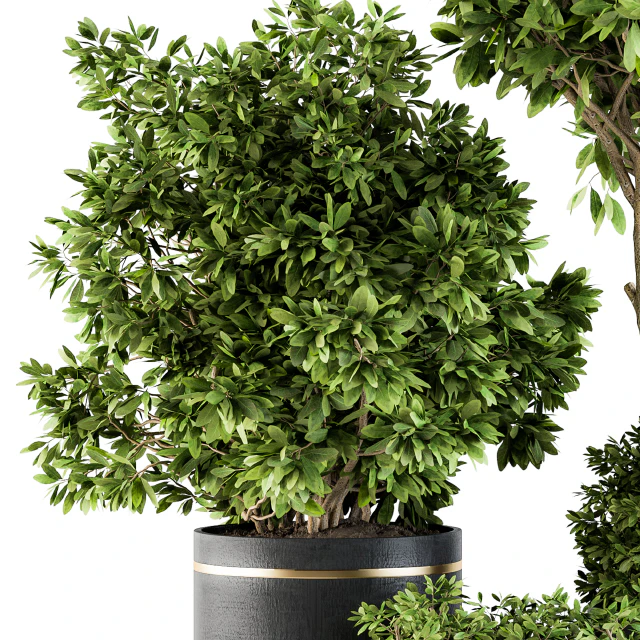 indoor Plant Set 105 - Black and Gold — Скачать