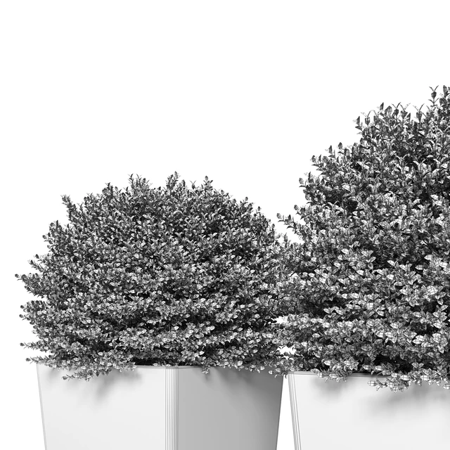Buxus sempervirens in modern planters — Descargar