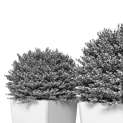 Buxus sempervirens in modern planters — Ver 2