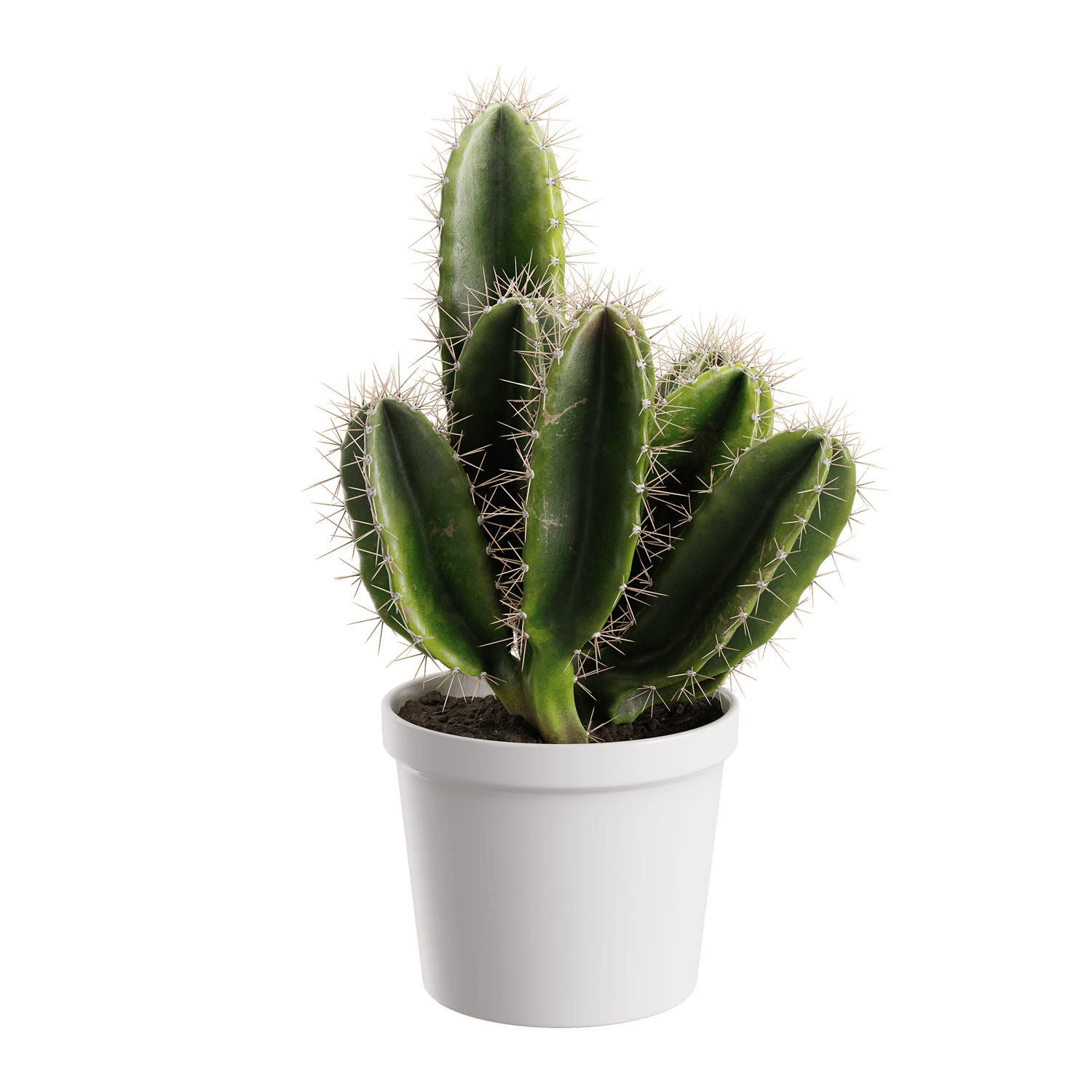 plant cactus basic — Descargar
