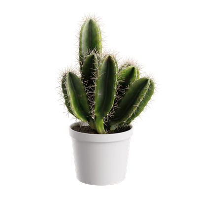 plant cactus basic — Descargar