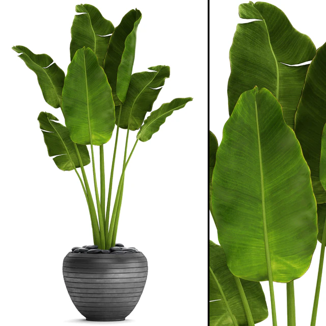 Banana palm in the pot 4. flowerpot, decorative, black, loft, decor, room — Descargar