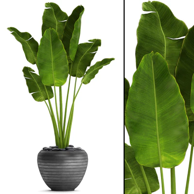 Banana palm in the pot 4. flowerpot, decorative, black, loft, decor, room — Ver 1