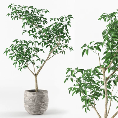 Small tree in pot — Вид 1