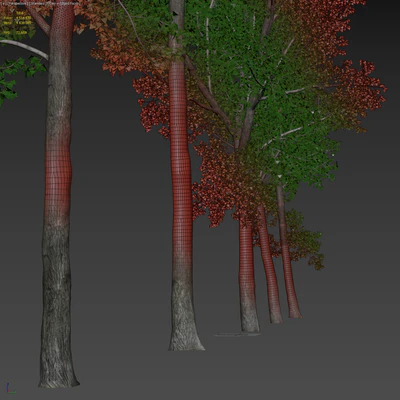 Тополь дельтовидный / Poplar / Populus deltoides #9 — Вид 2