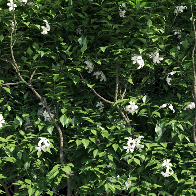 Murraya paniculata hegde — Descargar