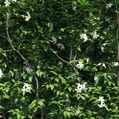 Murraya paniculata hegde — Ver 3