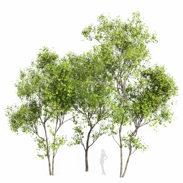 Real Tree Acer Saccharinum Summer — Скачать