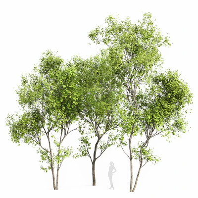 Real Tree Acer Saccharinum Summer — Вид 1