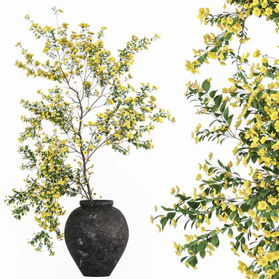 Plants with tiny flowers in pots — Ver 3
