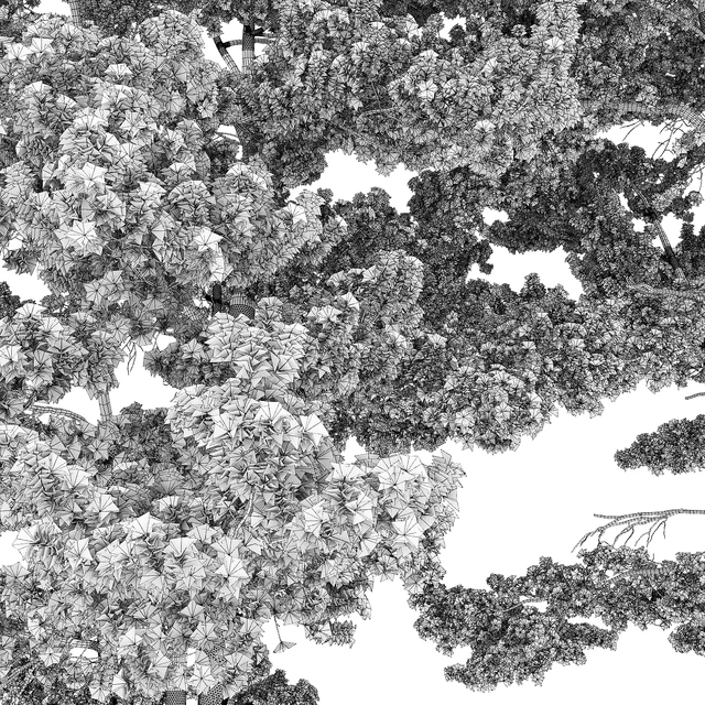 Pine — Descargar