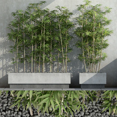 Bamboo 3 — Ver 1