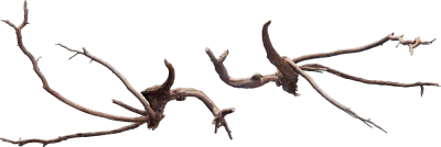 desert western tree log dead small 003 — Скачать