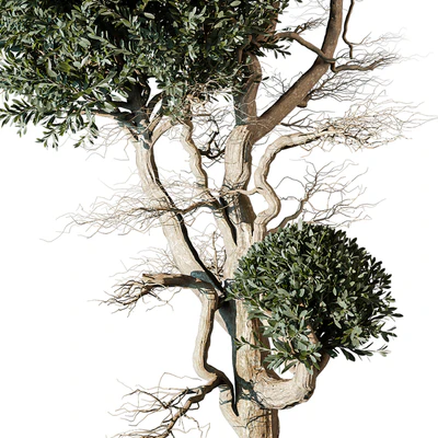 tree vol 17 — Ver 2