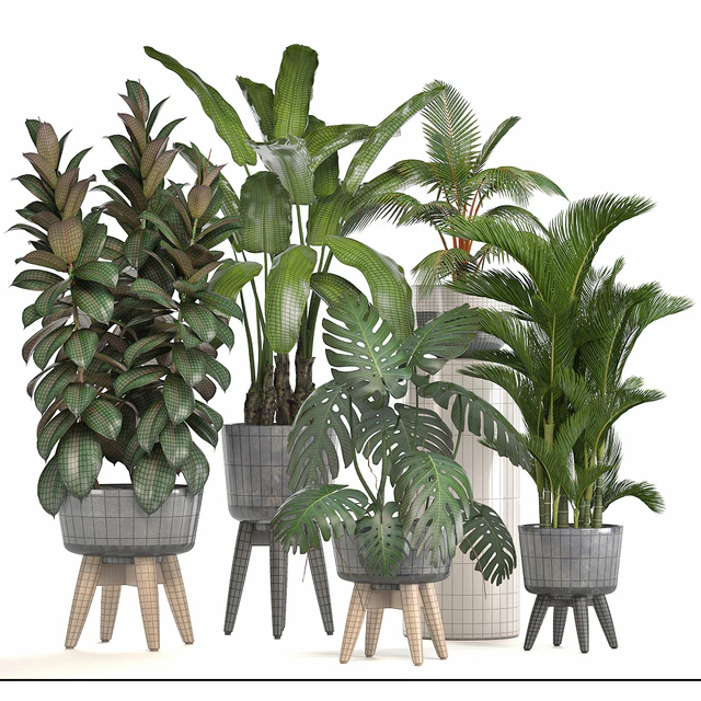 Collection of plants. Ficus, bushes, Banana, strelitzia, monstera, Rapis, palm tree, coconut tree, exotic plants, ficus abidjan, strelitzia, eco design — Descargar