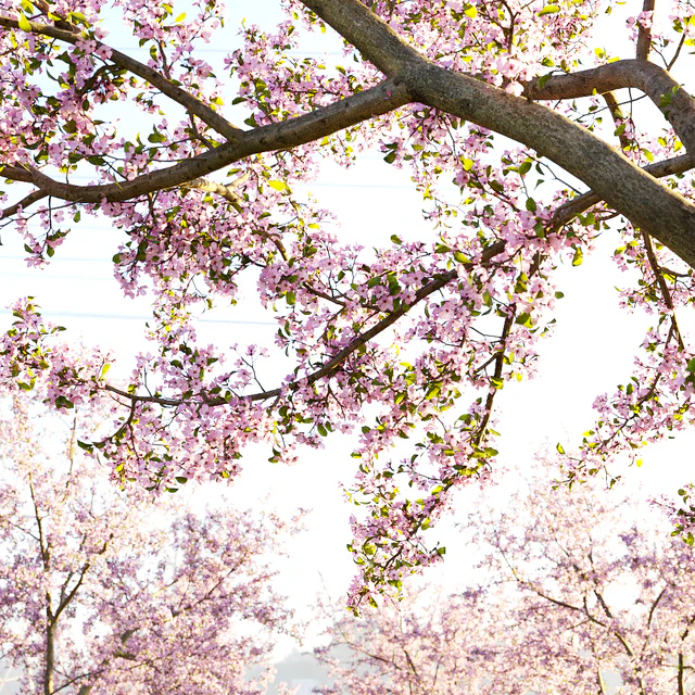 Prunus cerasus | Cherry flowering # 2 — Descargar