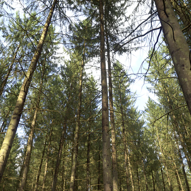Spruce — Descargar