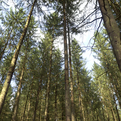 Spruce — Ver 2