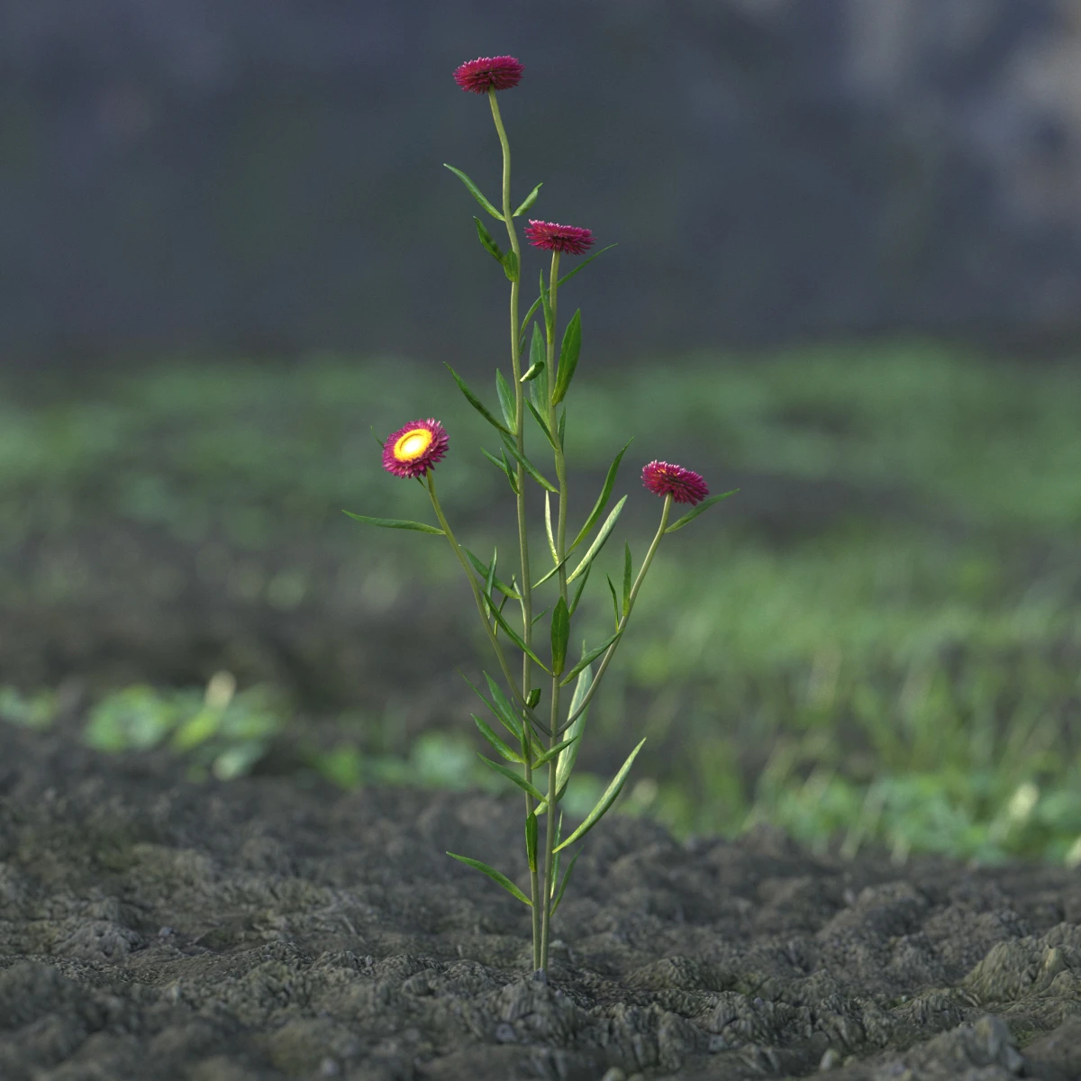 garden flowers 024 — Descargar