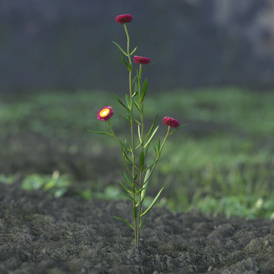 garden flowers 024 — Descargar