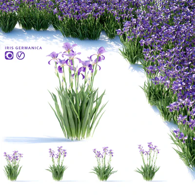 Bearded Iris Flowers | Iris germanica — Ver 1
