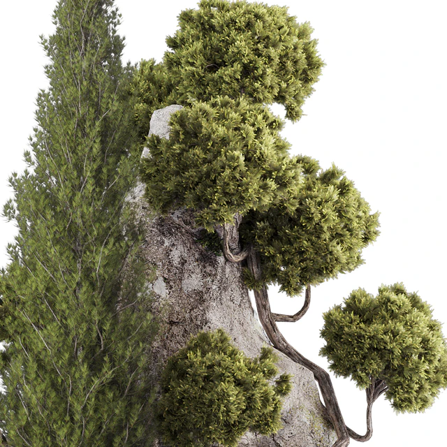 backyard and landscape pine tree garden and rocks 269 — Download