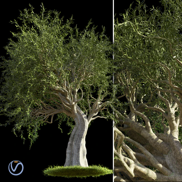 Olive Tree — Скачать
