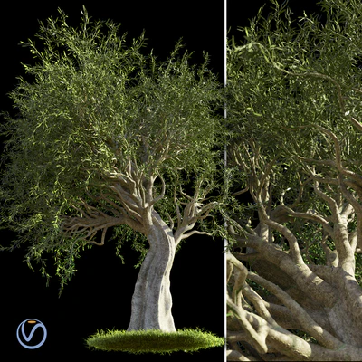 Olive Tree — Вид 1