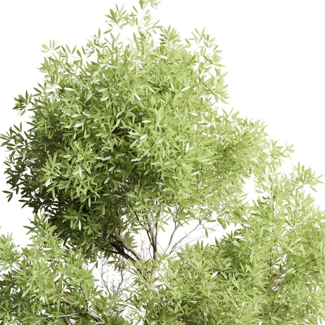 Collection outdoor indoor 85 pot plant & tree & bush — Descargar