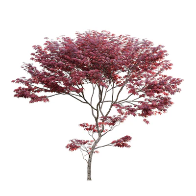 Japanese maple - Acer palmatum 01 — Вид 3