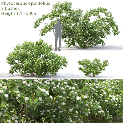 Physocarpus opulifolius # 1 — Ver 1