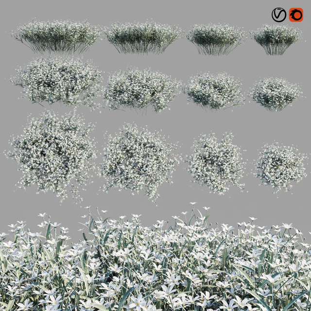 Cerastium Tomentosum — Скачать