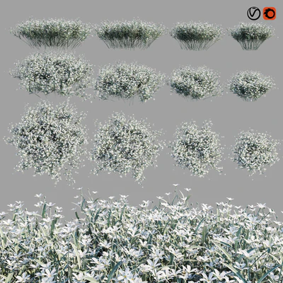 Cerastium Tomentosum — Вид 2