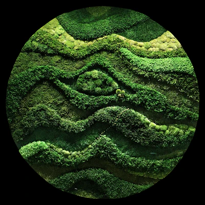 Moss wall — Ver 1