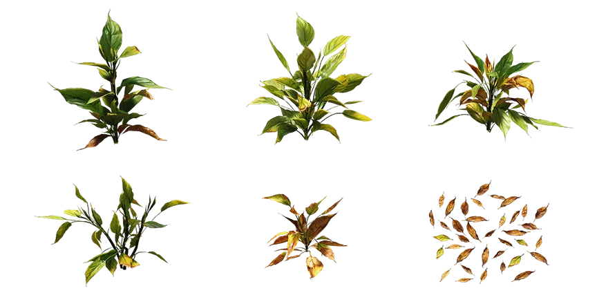 chinese evergreen 002 — Descargar