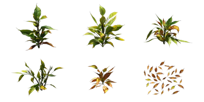 chinese evergreen 002 — Descargar