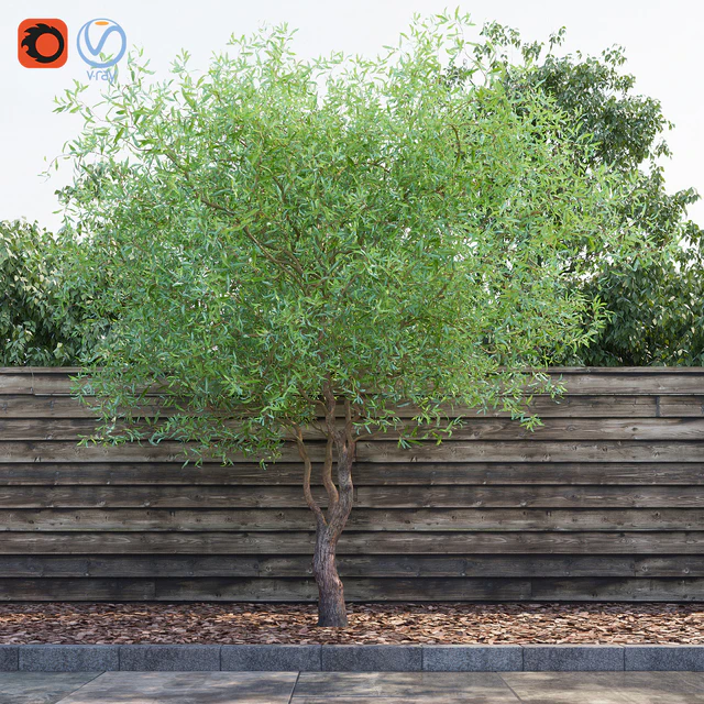 Willow Matsudana Tortuoza (Salix matsudana Tortuosa) — Descargar